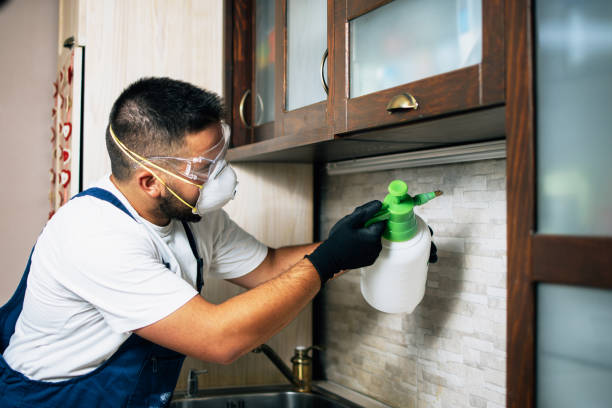 Best Termite Control Services  in Spring Valley, NV
