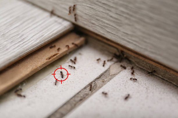 Best Wildlife Control Services  in Spring Valley, NV
