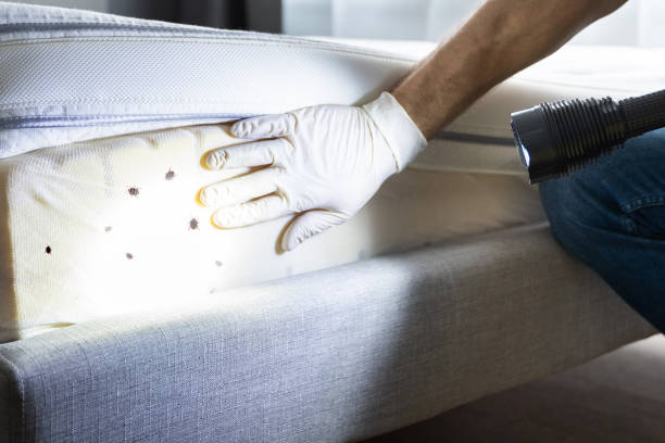 Best Local Pest Control Services  in Spring Valley, NV